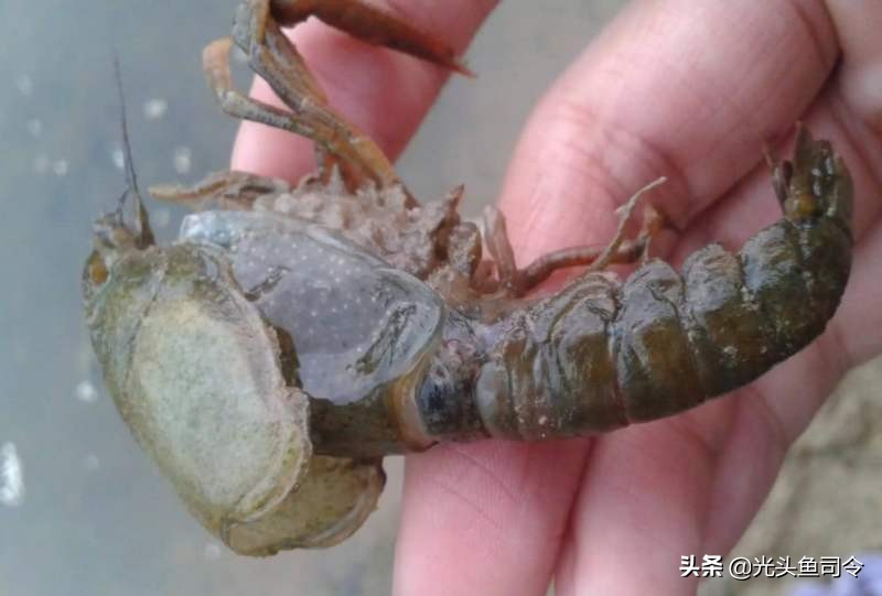 扒一扒大众甲壳虫的一串黑历史,扒小龙虾的视频