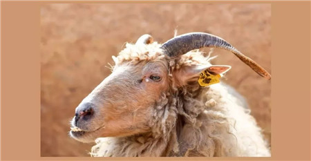 一件Cashmere就是最好的审美：最值得入手的羊绒单品怎么选？