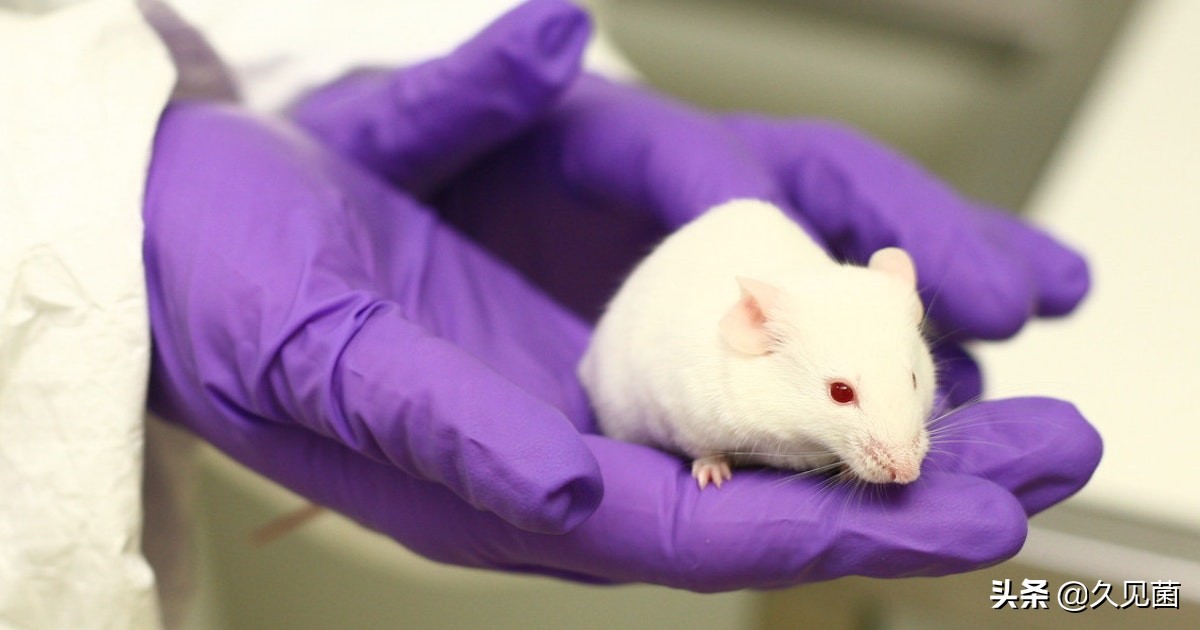 两个卵子能孕育生命吗,两个卵子能不能生育