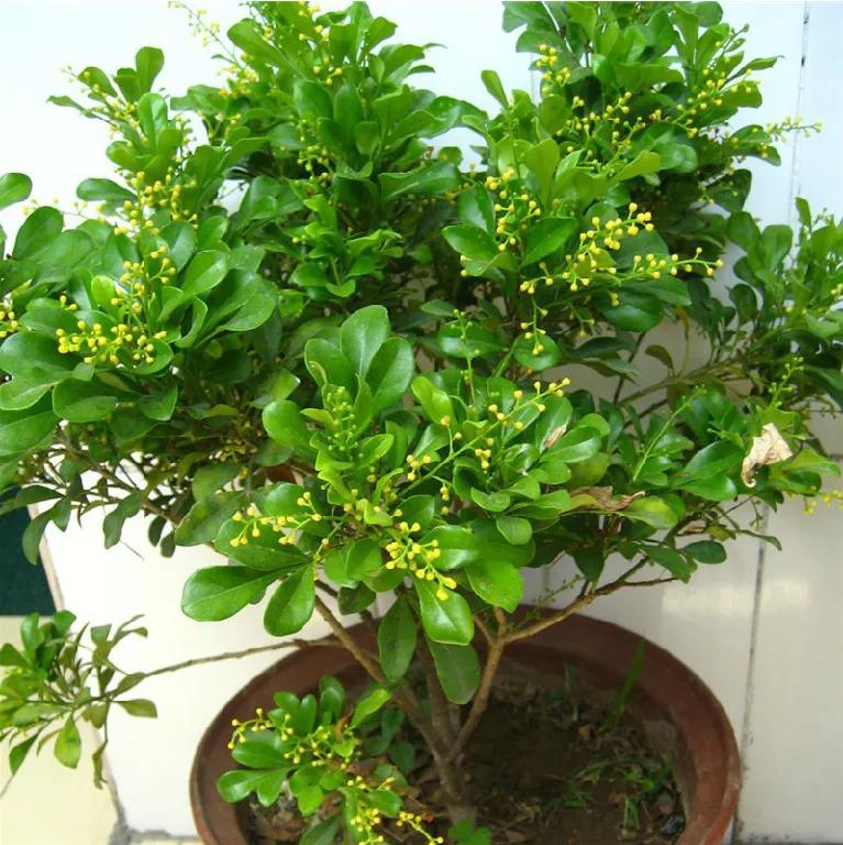 好养的盆栽花卉大全,人养花花