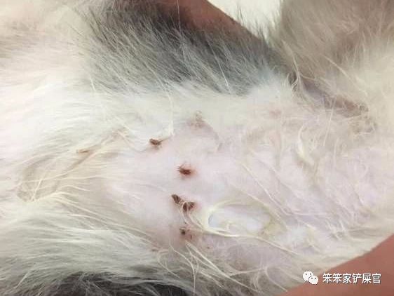 猫咪做了过敏原检测脱敏需要多久,猫咪容易过敏吃什么猫粮