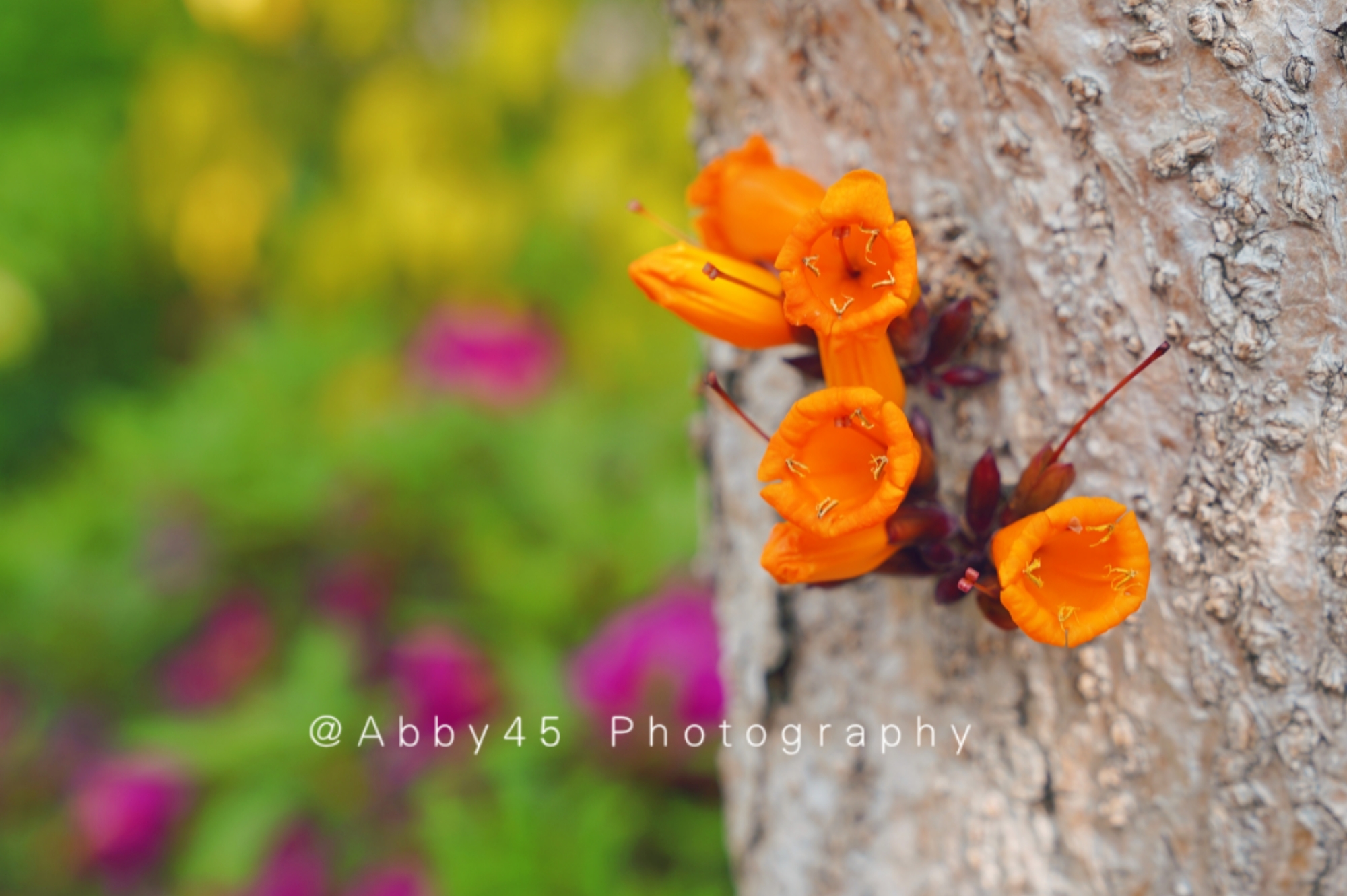 厦门五星级在山上的酒店,厦门最美星空露营地