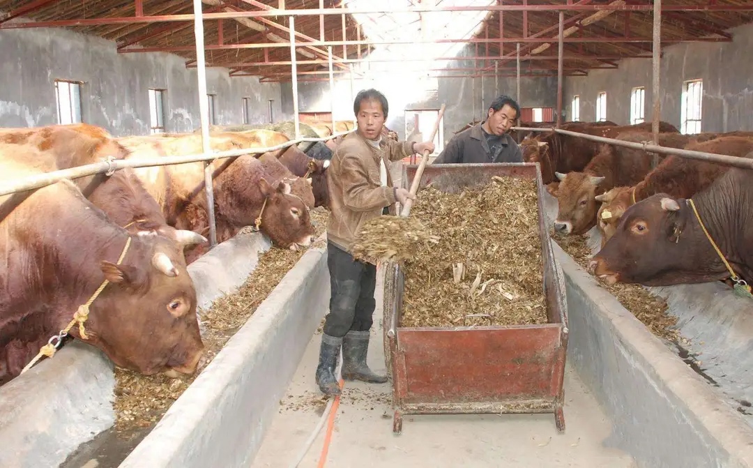 阿苯达唑伊维菌素可以给牛驱虫吗,牛驱虫口服和注射可以同时进行么