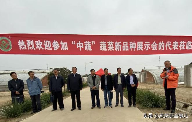 十字花科蔬菜种子,十字花科蔬菜名单