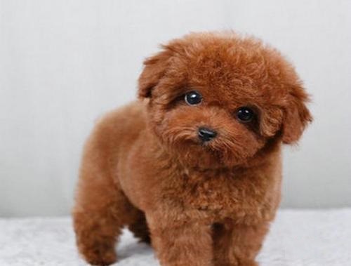 泰迪幼犬的注意事项,关于泰迪幼犬的知识