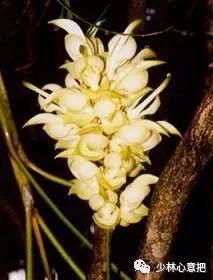 中药药材大全及功效,补肾中药大全及功效