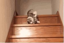 养猫为什么需要下聘礼,养猫必须付出代价