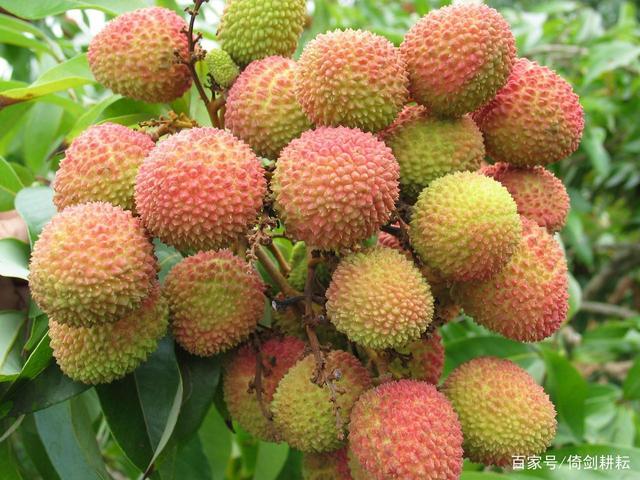 中国荔枝第一镇的荔枝树,高州评为十大水果之乡