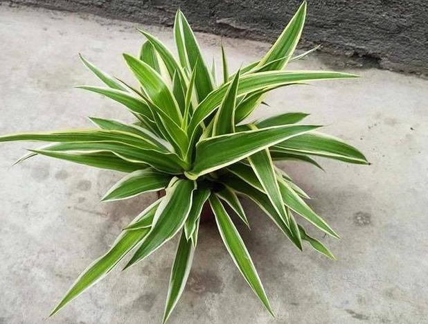 怎么把金边吊兰养得又矮又壮,金边吊兰爆盆了怎么养护