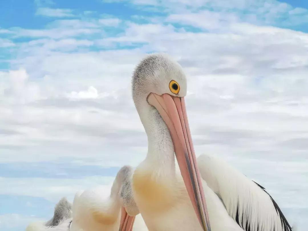 华为p30的镜头模组叫什么,华为p30镜头是蓝宝石的吗