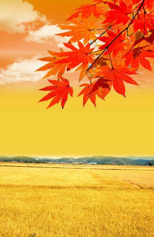 阳光下的田野美景,阳光下的自然风光