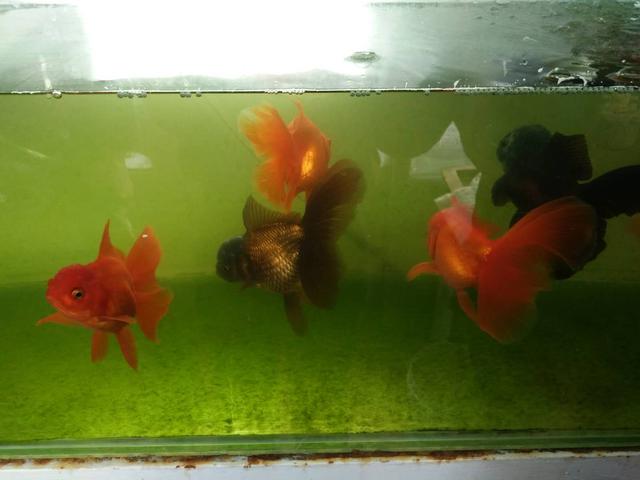 金鱼尾巴溃烂怎么回事,金鱼肚子溃烂用药后能恢复吗