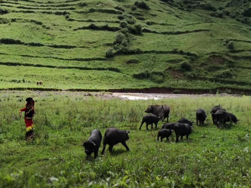 凉山乡遁商贸有限公司董事长马玲