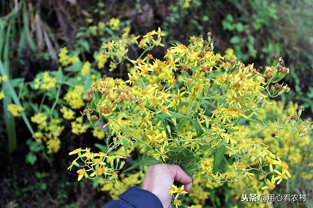 农村随处可见的小黄花，农民管它叫千里光，功效与作用值得您牢记