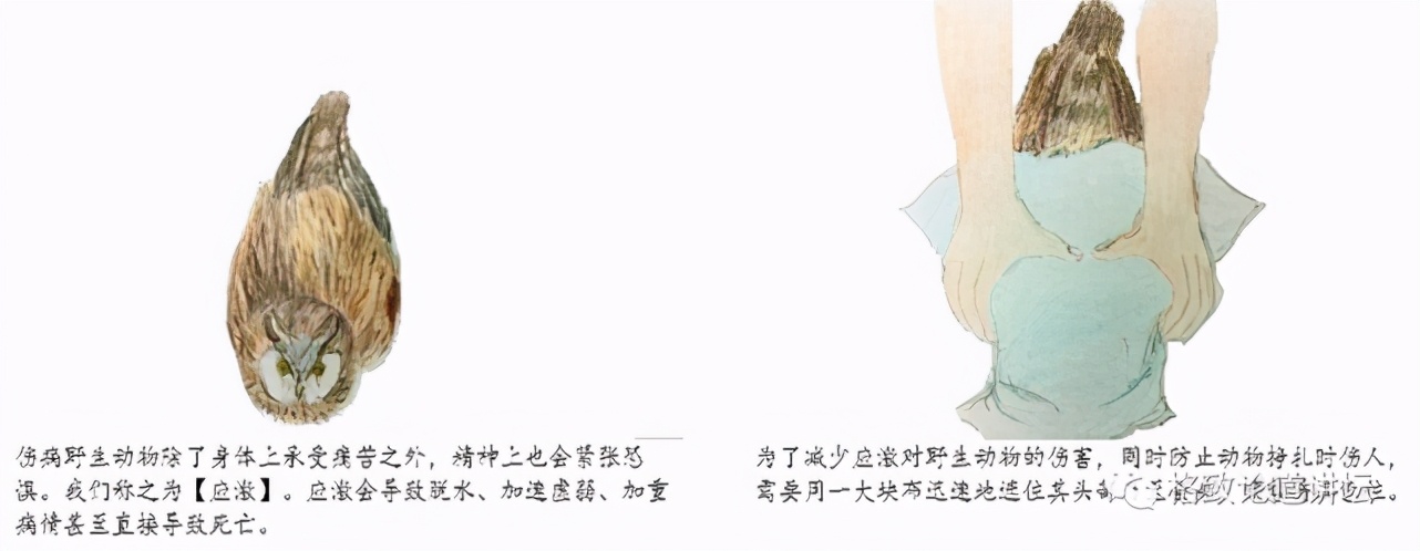 捡到受伤的鸟是好事吗,捡到受伤的鸟联系哪个部门救助