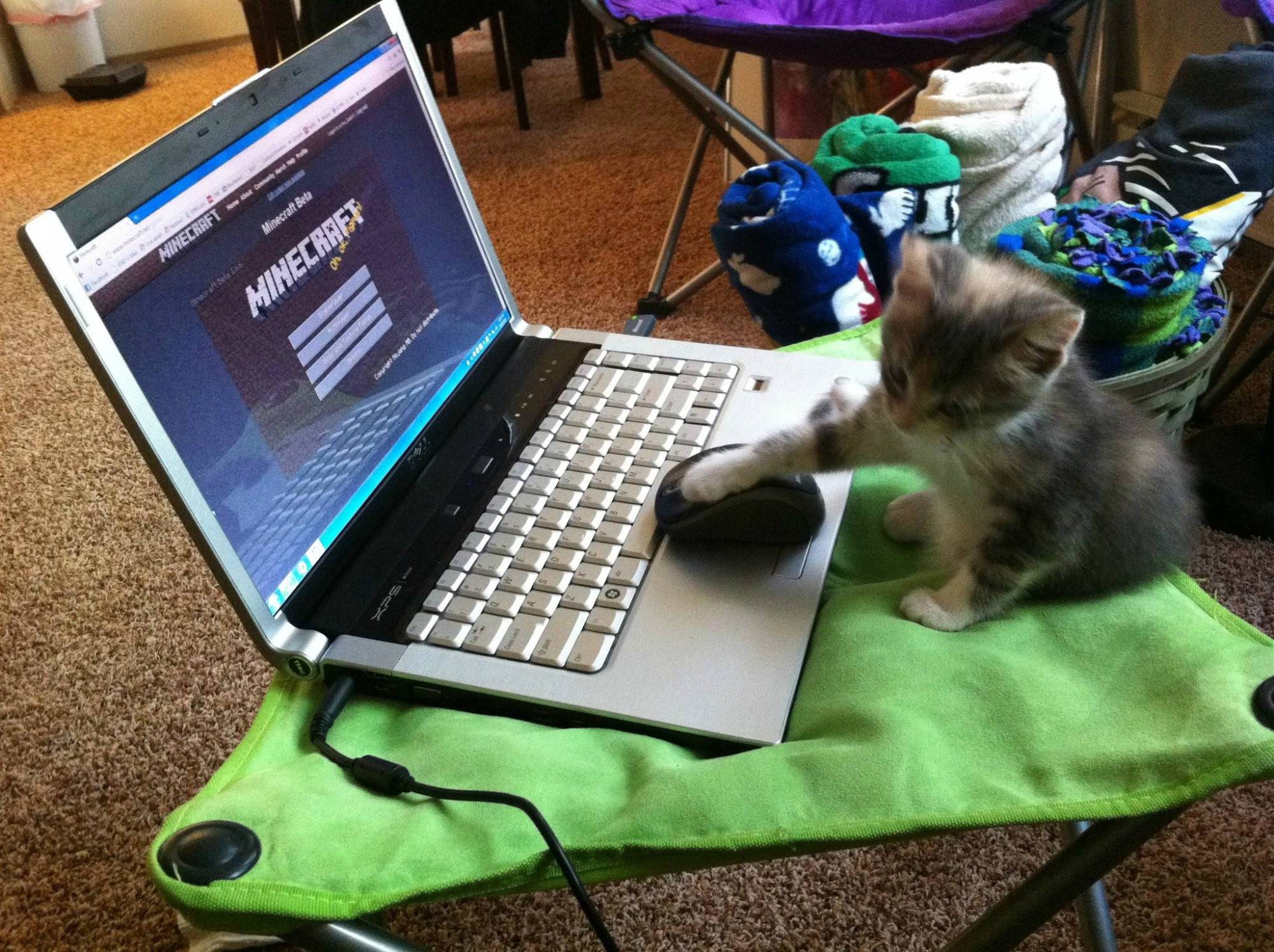 我的世界mc宠物生存合集,我的世界五个玩家喜欢的宠物