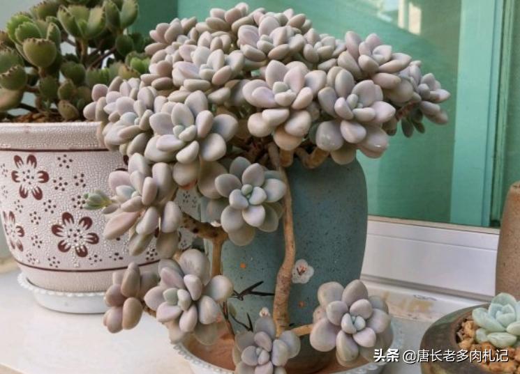 多肉艾伦长侧芽需要砍头吗,多肉中心长花箭怎么处理