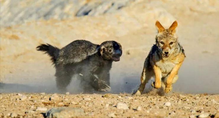 平头哥为何免疫毒蛇毒液,平头哥为什么不怕毒蛇的毒