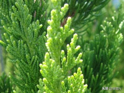 伊安秀玻尿酸水肌润泽爽肤水,伊安秀喷雾