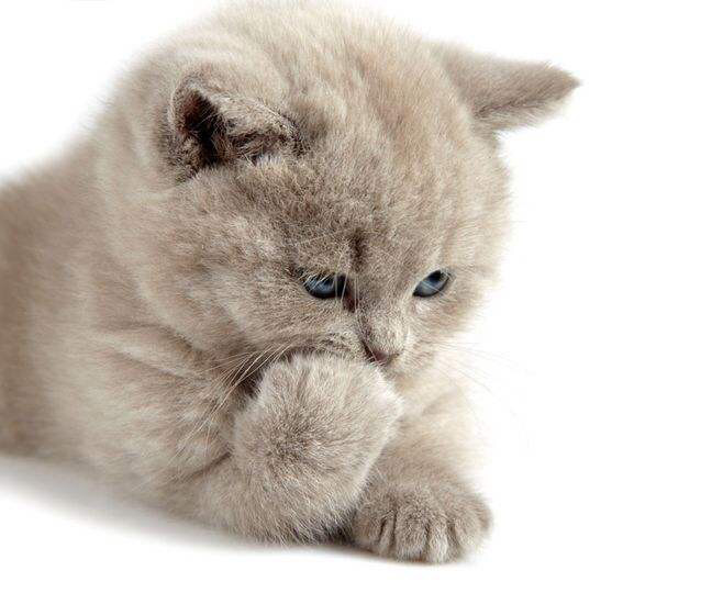 最快解决猫耳螨的办法,你真的了解你家猫咪吗