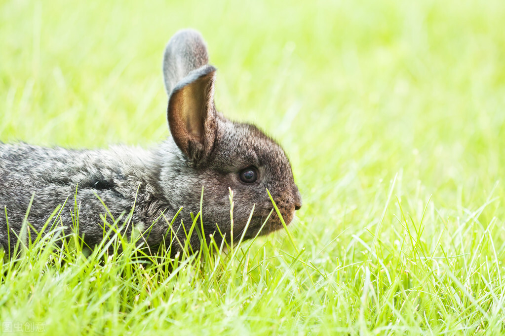 兔子身上有癣用什么药合适,兔子头上长癣怎么治疗