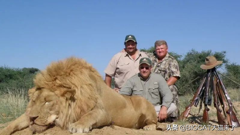 南非养狮业历史 (养狮子9年后重返非洲)