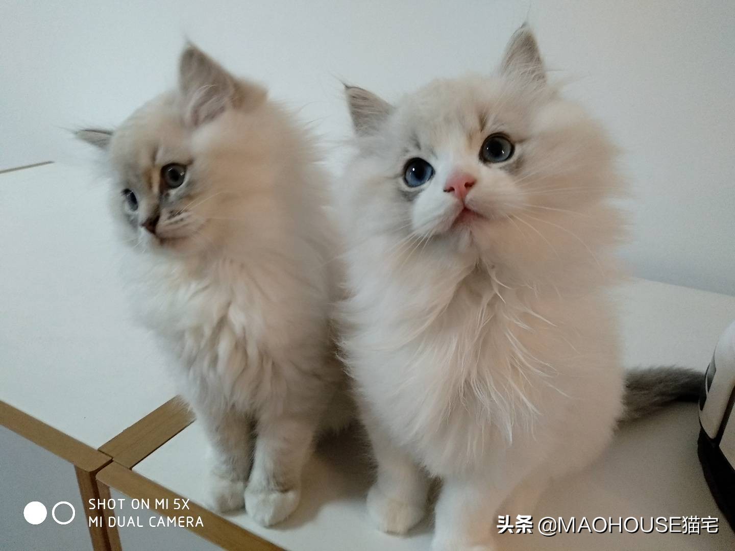 刚出生的小猫非得喝奶吗？