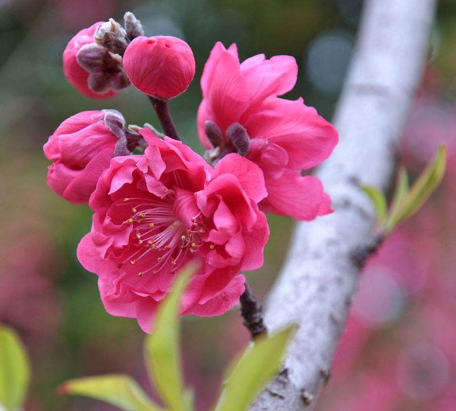 最经典咏梅诗100首,两句完整的咏梅的古诗
