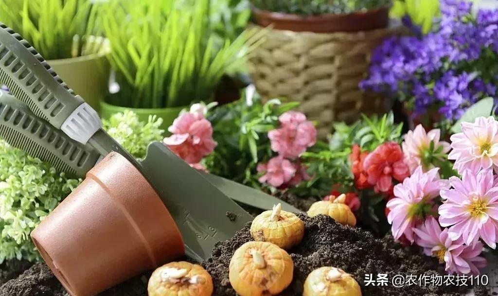 农村适合穷人的18个创业项目利润,农村小本养殖创业项目大全