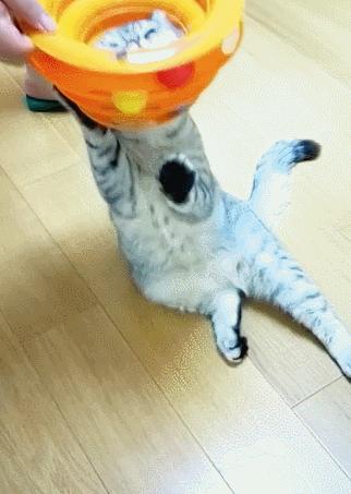 我给猫花的冤枉钱，能在广州买一套房