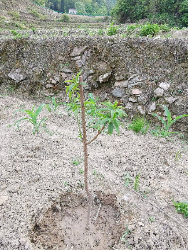 老爸栽的果木，品种很多哦！