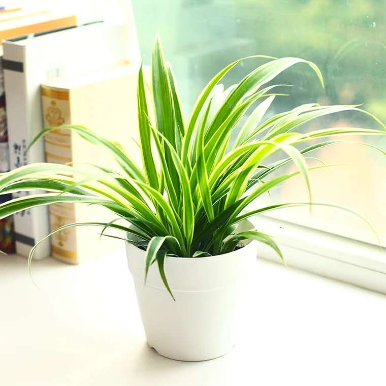 吊兰干尖怎么办,金边吊兰干尖怎么处理