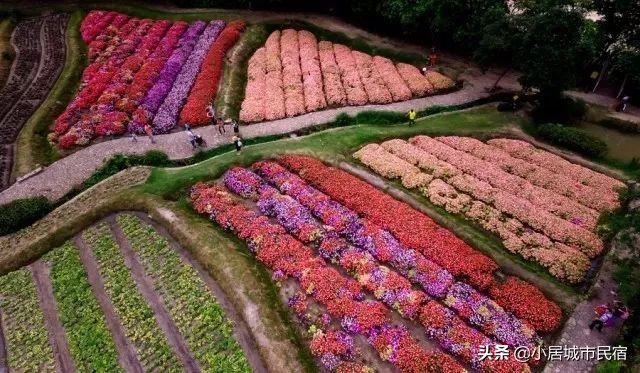 从化旅游景点大全樱花,从化樱花旅游景点