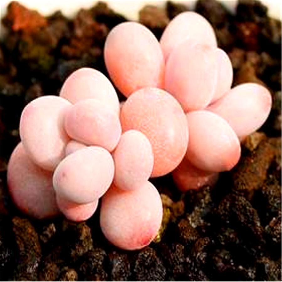 多肉桃蛋的缺点,桃蛋多肉有黑点怎么办