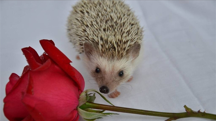 刺猬宝宝的养殖方法,养刺猬宝宝的第一天