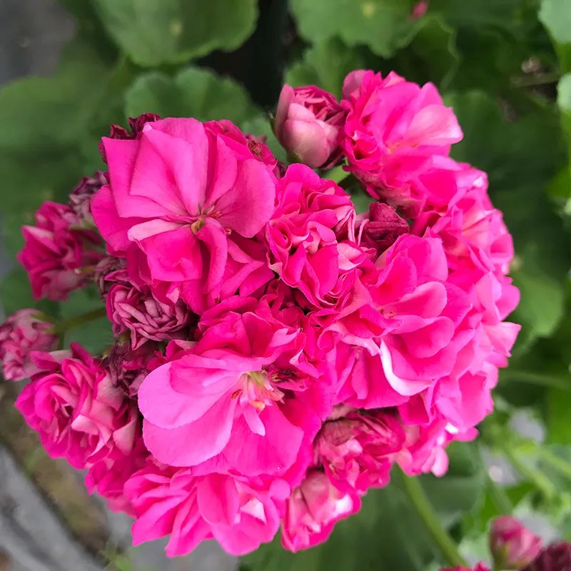 这种花别乱浇水水越多越不开花,这种花不怕冷好养易活