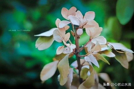 立秋是秋天的第1个节气,立秋秋季的第一个节气