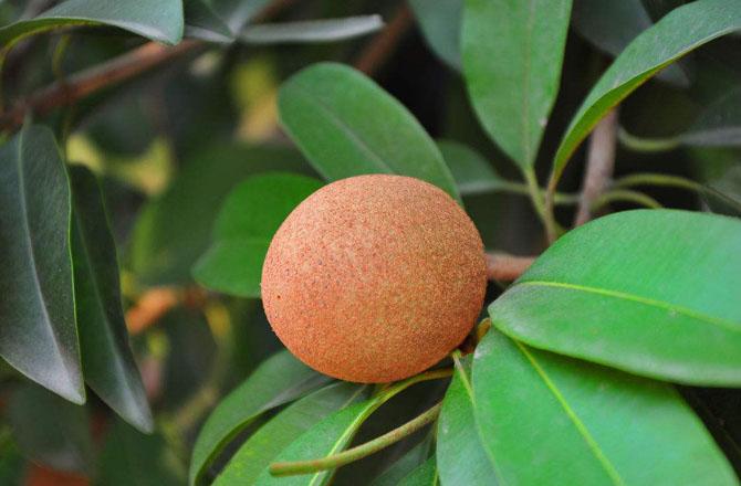 挑选哪种人参果比较甜,如何挑选好吃的人参果