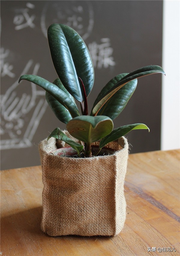 碧桂园阳台花园打造方法,50平打造网红阳台