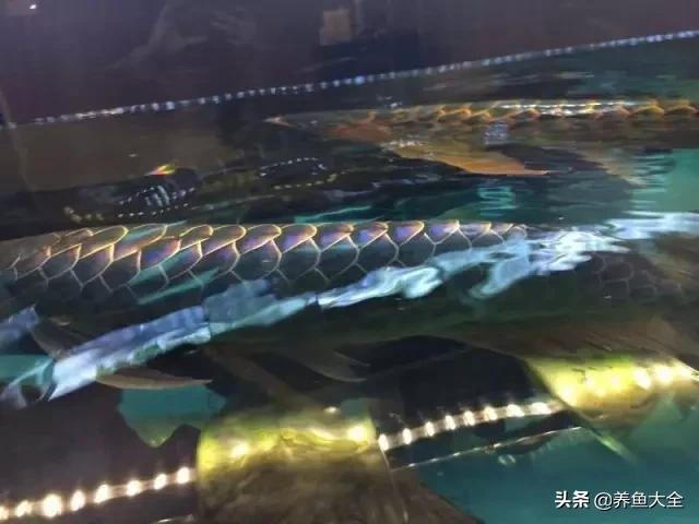 马来西亚养殖金龙鱼,养金龙鱼马来西亚