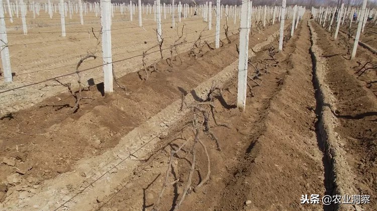 河南葡萄冬季修剪在什么时候,葡萄冬季修剪枝条怎样扦插