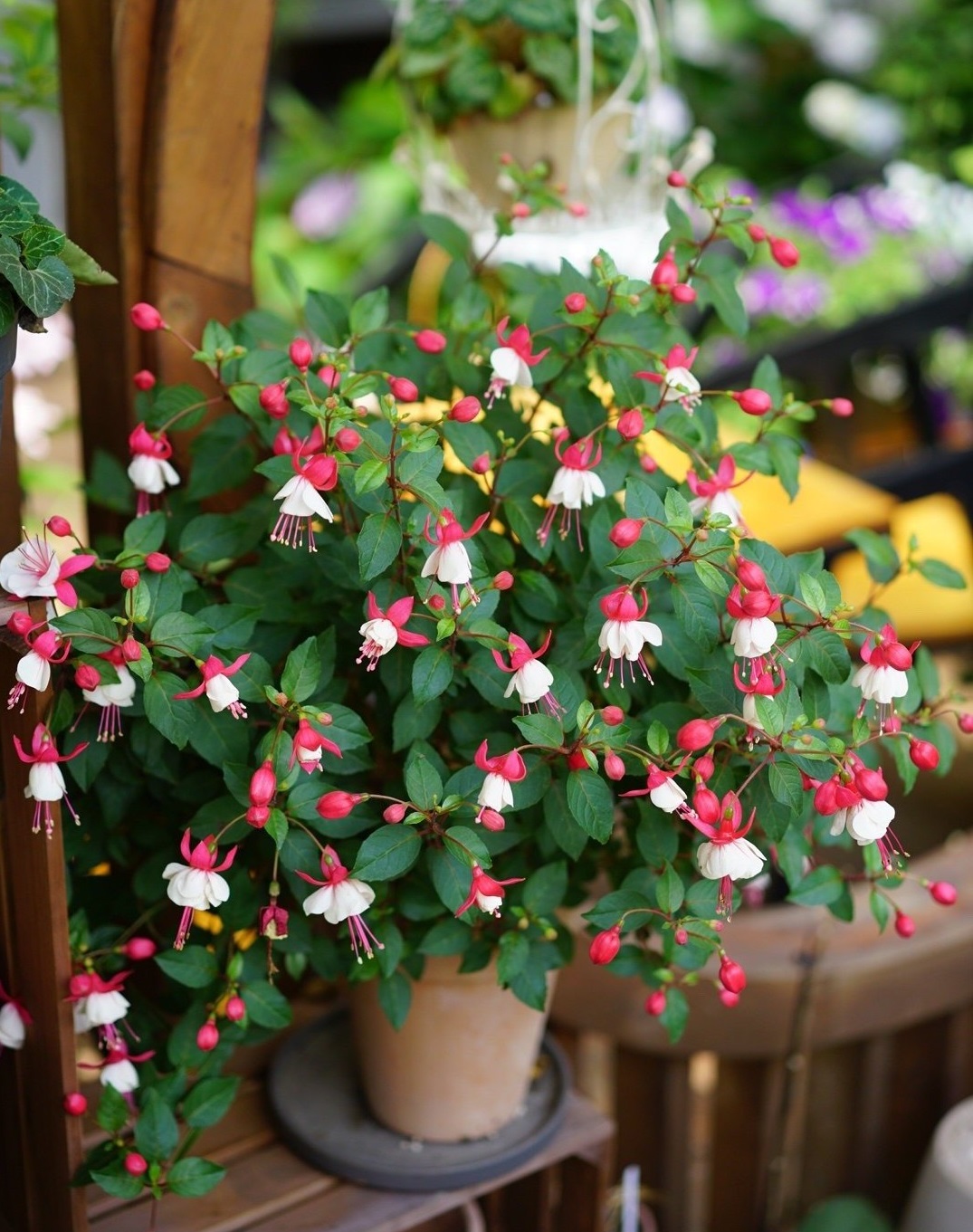 塑料养花小桶,塑料桶养花种菜