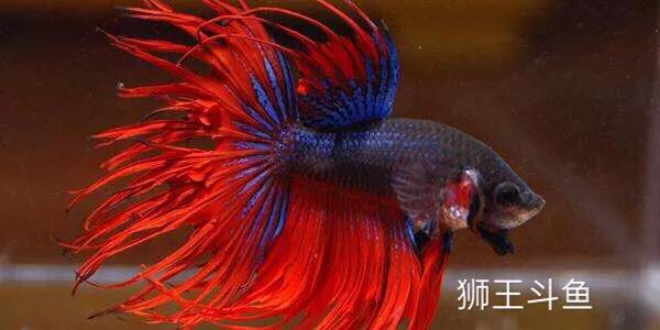 斗鱼的深度解析,斗鱼讨论