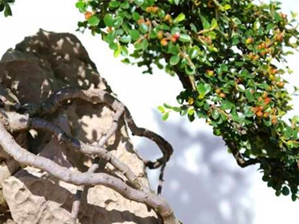 铺地蜈蚣，雪压枝头伴果红，不管盆栽还是盆景，都是冬日有趣风景