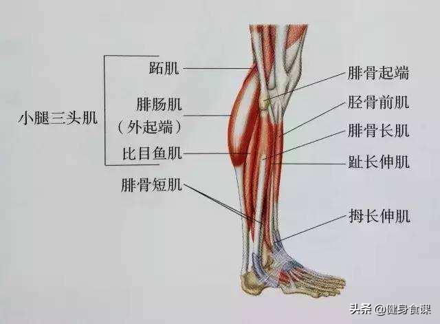 为什么小腿越练越粗,小腿粗大腿瘦应该怎么瘦腿