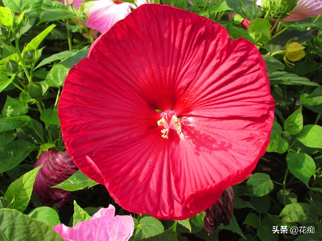 什么花开得好看又好养,开花非常好看且又好养