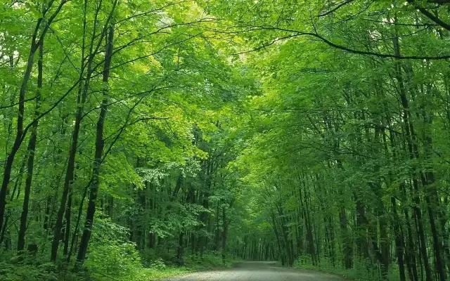 白落梅林徽因人间四月天,林徽因你是人间四月天教学视频