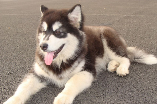 阿拉斯加犬好养吗缺点有哪些,阿拉斯加犬好不好养要怎么养