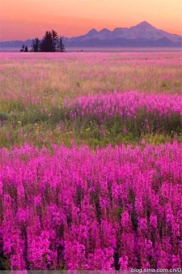 含有红橙黄绿青蓝紫的古诗句,赤橙黄绿青蓝紫怎么读音