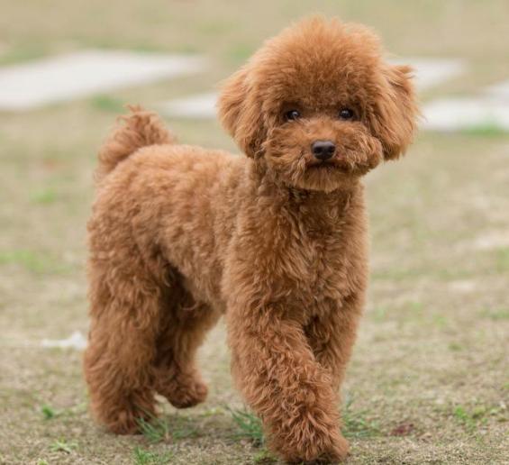 新手养泰迪狗养公狗好还是母狗好,养泰迪狗新手入门必知